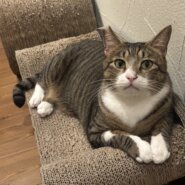 人大好き推定3歳の男の子