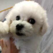 ビションフリーゼ