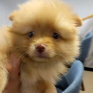 もふもふのポメラニアン