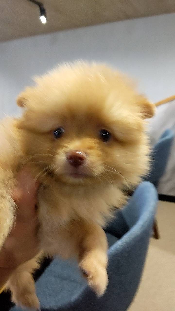 もふもふのポメラニアン