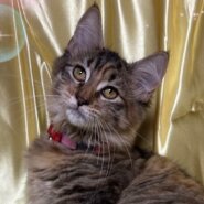 繁殖引退猫ちゃん(女の子)パールちゃん