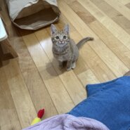 生後2ヶ月の子猫(男の子)