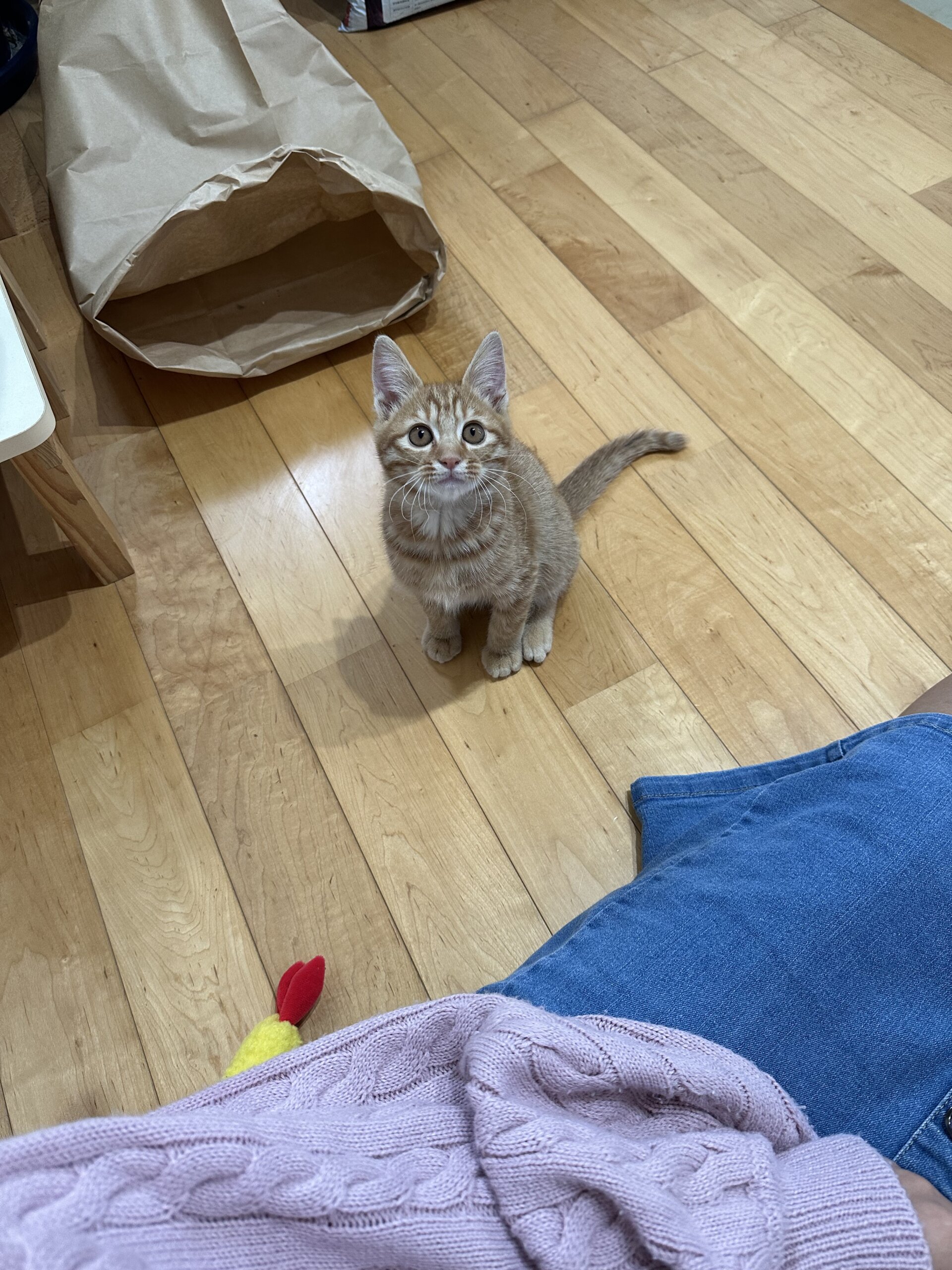 生後2ヶ月の子猫（男の子）マロンちゃん