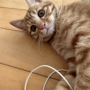 生後2ヶ月の子猫(男の子)マロンちゃん