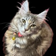 繁殖引退猫ちゃん(女の子)クックちゃん❣️