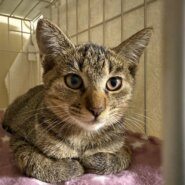 甘え上手のイケメンキジトラ『若』４カ月