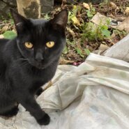 生後８か月の男の子　おとなしくて飼いやすい黒猫君。滅多に鳴かない。