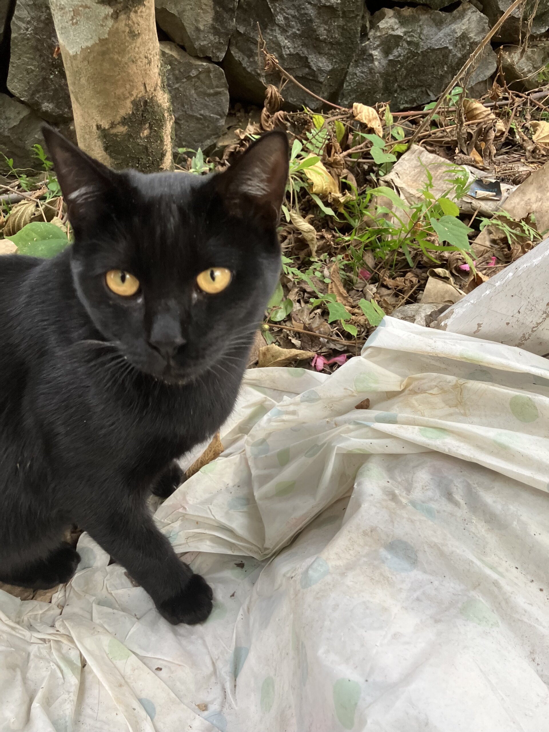 生後８か月の男の子　おとなしくて飼いやすい黒猫君。滅多に鳴かない。