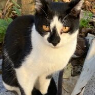 生後８か月の男の子