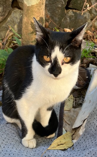 生後８か月の男の子