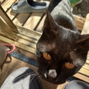 メスの黒猫ちゃん。賢い猫。甘えん坊。