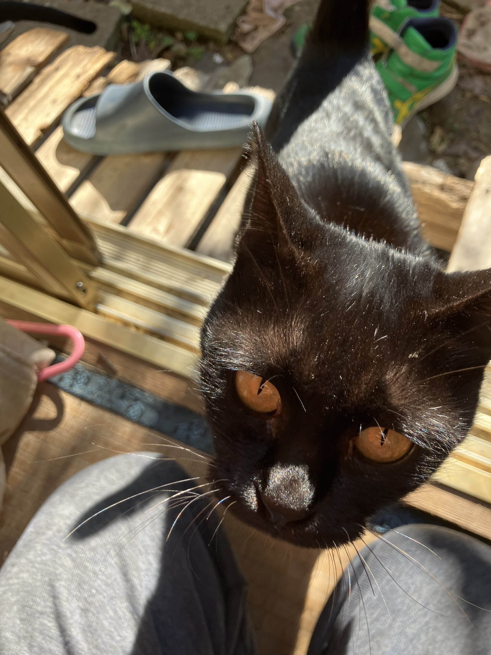 メスの黒猫ちゃん。賢い猫。甘えん坊。