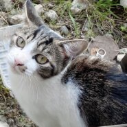 兄弟譲渡希望/千葉県/甘えん坊でお利口さん♡