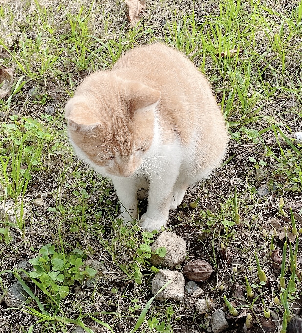 兄弟譲渡希望/千葉県/食いしん坊の甘えん坊★