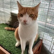 ⭐️12月7日参加猫⭐️大阪府堺市⭐️つみき⭐️ 茶白 5歳の男の子