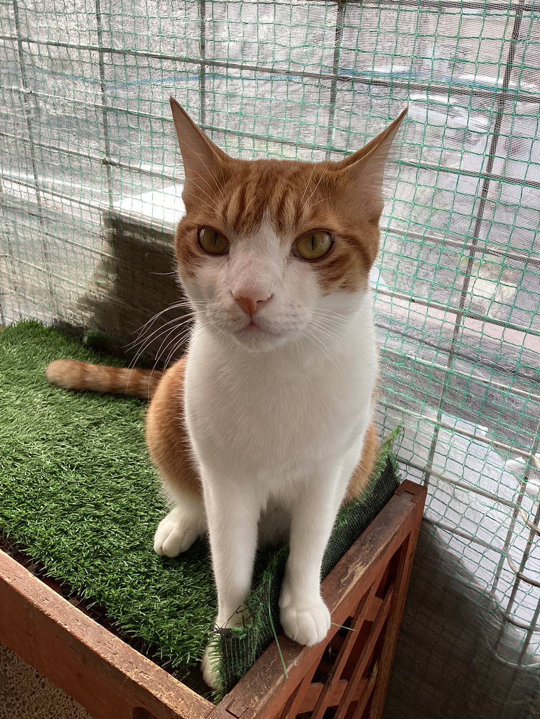 ⭐️12月7日参加猫⭐️大阪府堺市⭐️つみき⭐️ 茶白　５歳の男の子