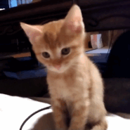 おっとりした性格の可愛い茶トラくん