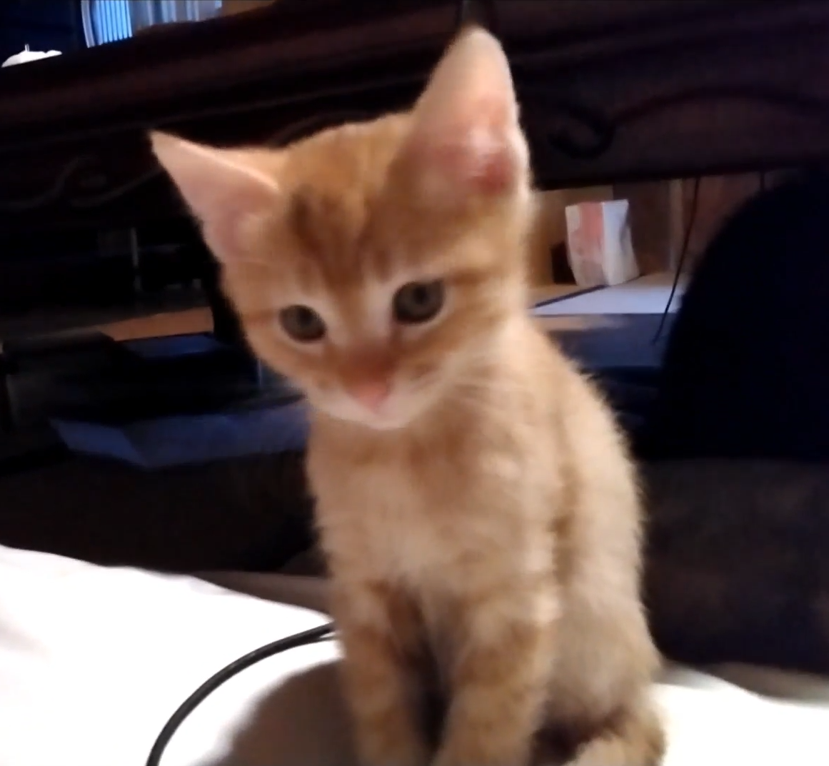 おっとりした性格の可愛い茶トラくん