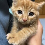 ⭐️12月7日参加猫⭐️大阪府堺市⭐️ひる⭐️１．５ヶ月の男の子