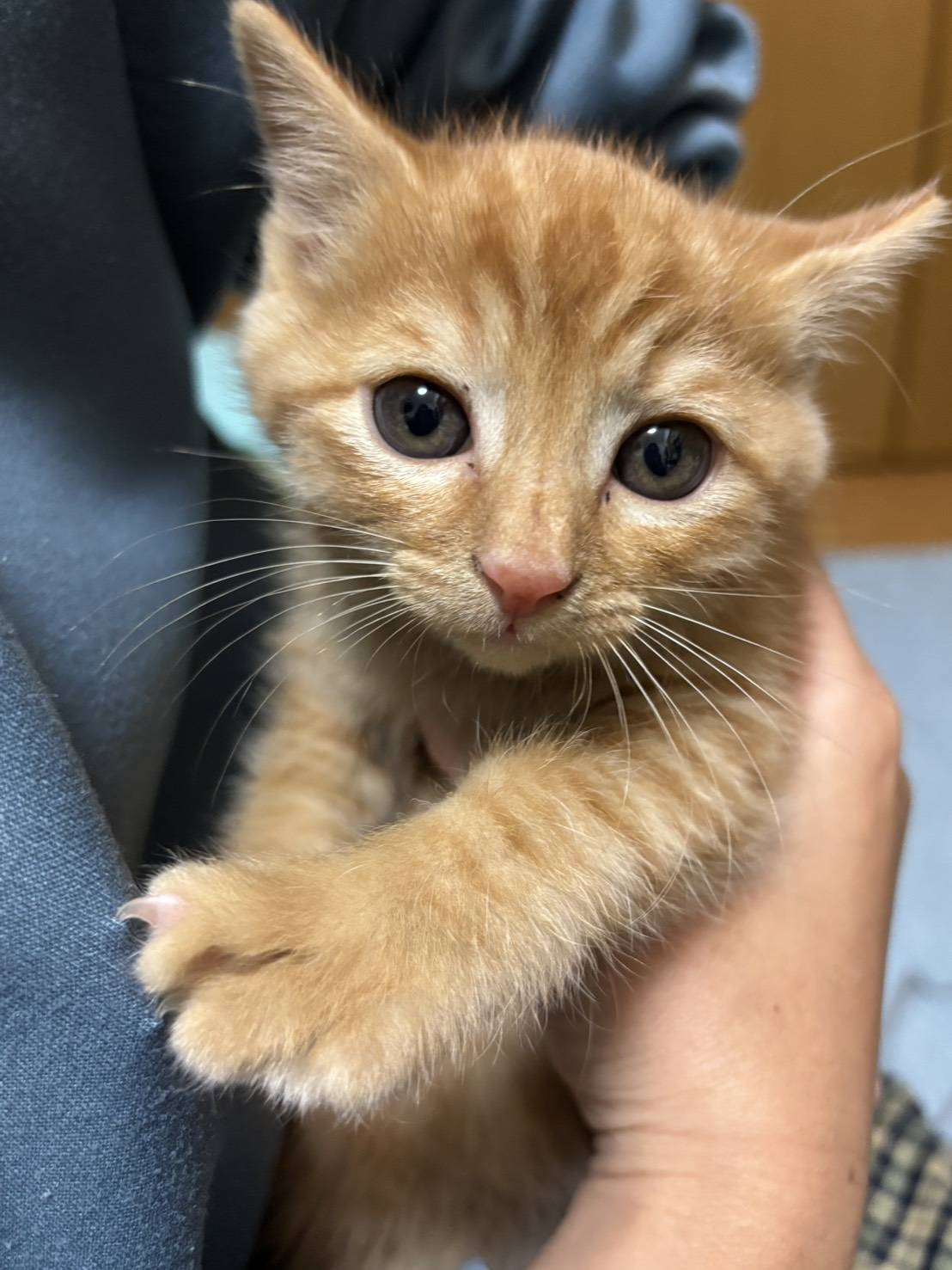 ⭐️12月7日参加猫⭐️大阪府堺市⭐️ひる⭐️１．５ヶ月の男の子