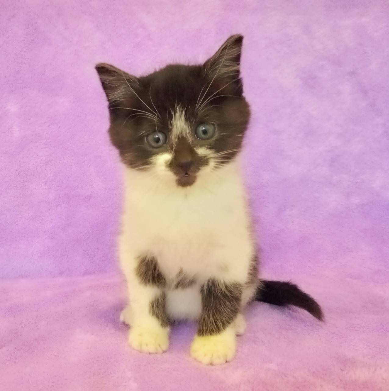 ⭐️12月7日参加猫⭐️大阪府堺市⭐️ラブ⭐️１．５ヶ月の女の子