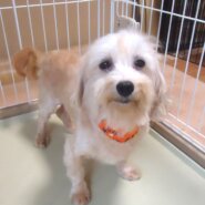 マルチーズ×プードル　女の子　💖