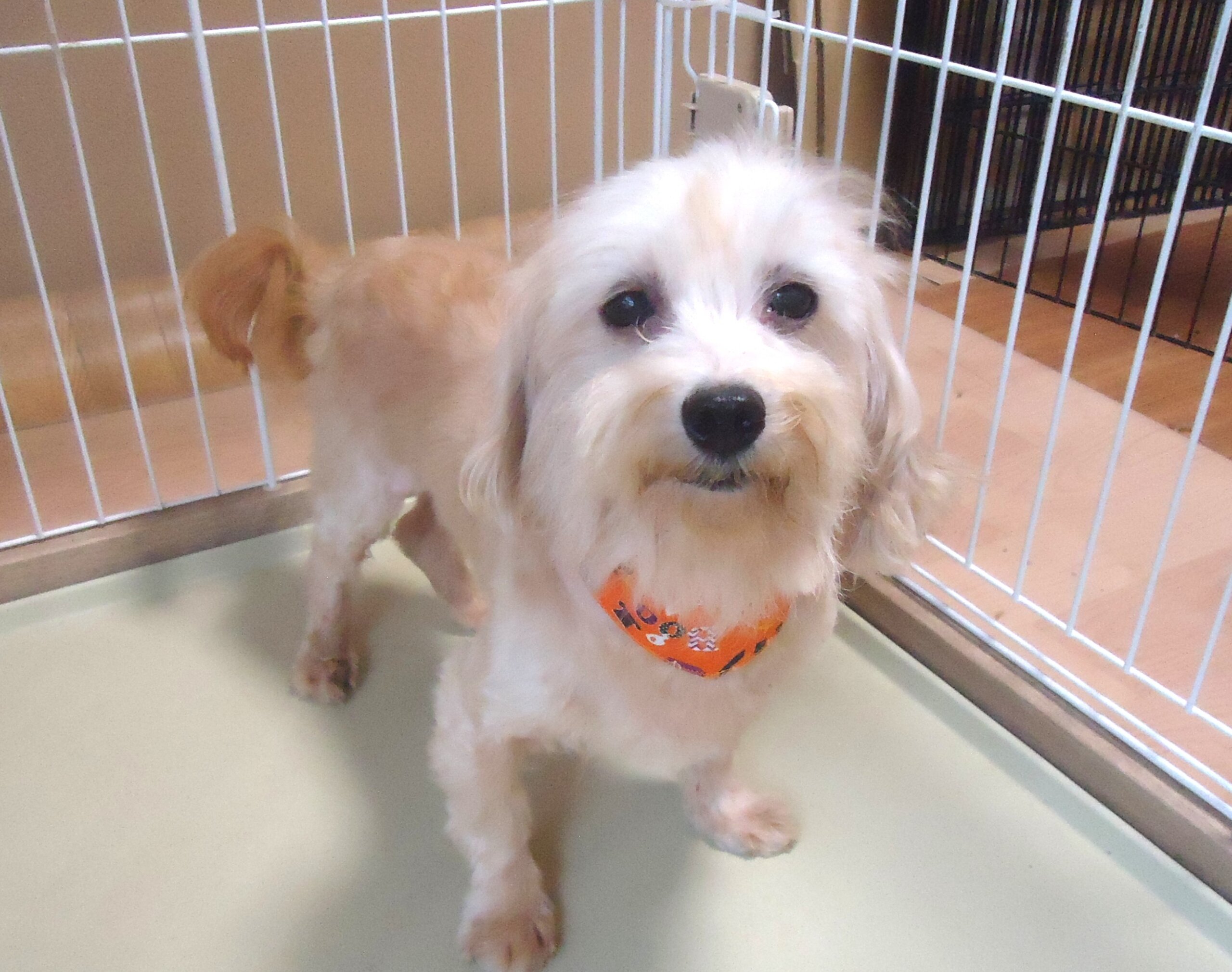 マルチーズ×プードル　女の子　💖