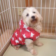 ミックス（マルプー）女の子　💖