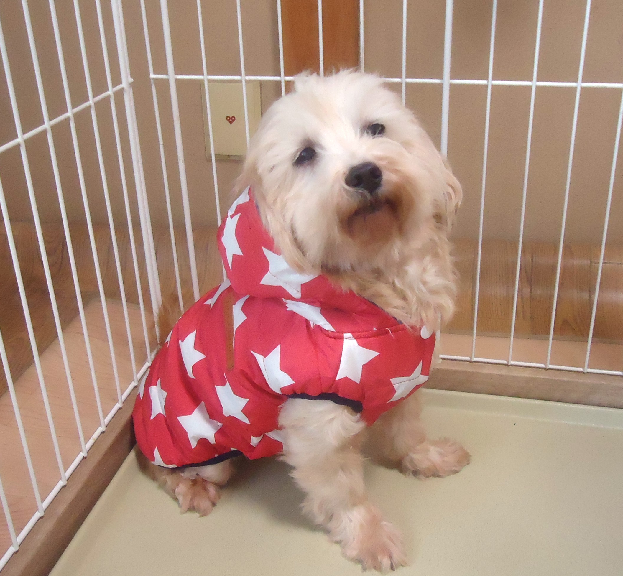 ミックス（マルプー）女の子　💖