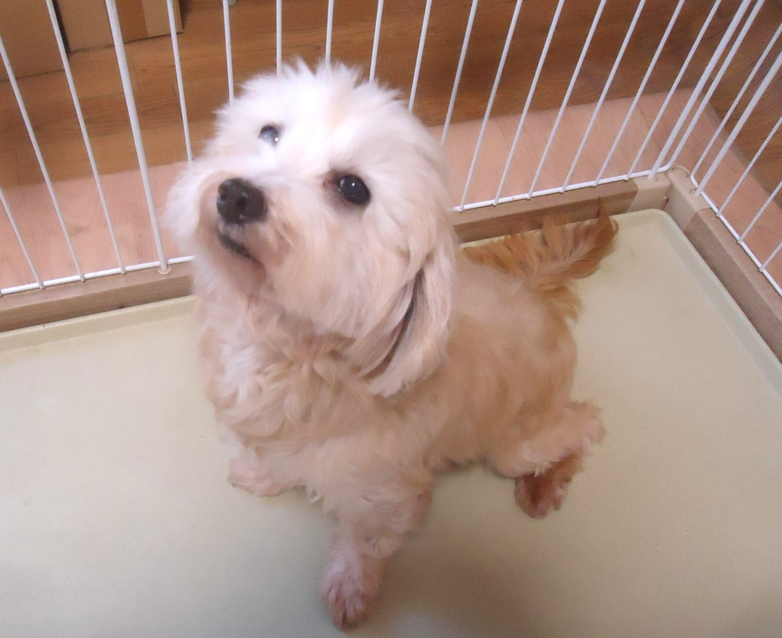 急募)ミックス(マルプー)女の子 💖