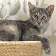 珍しいグレーサビ！高貴な美猫『姫』４カ月