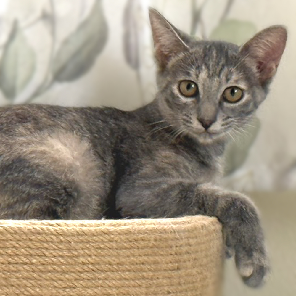 珍しいグレーサビ!高貴な美猫『姫』4カ月