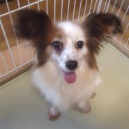 パピヨン 女の子 💖