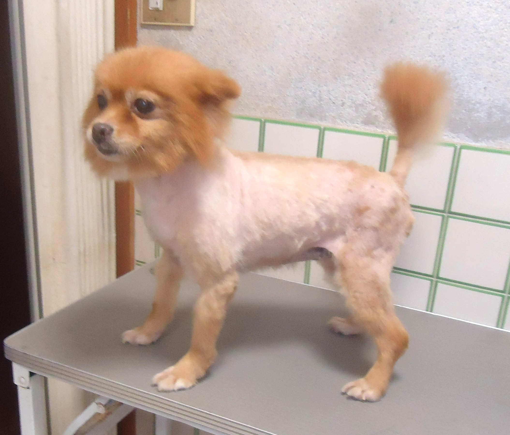 ポメラニアン　女の子💖