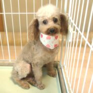 プードル 女の子 💖