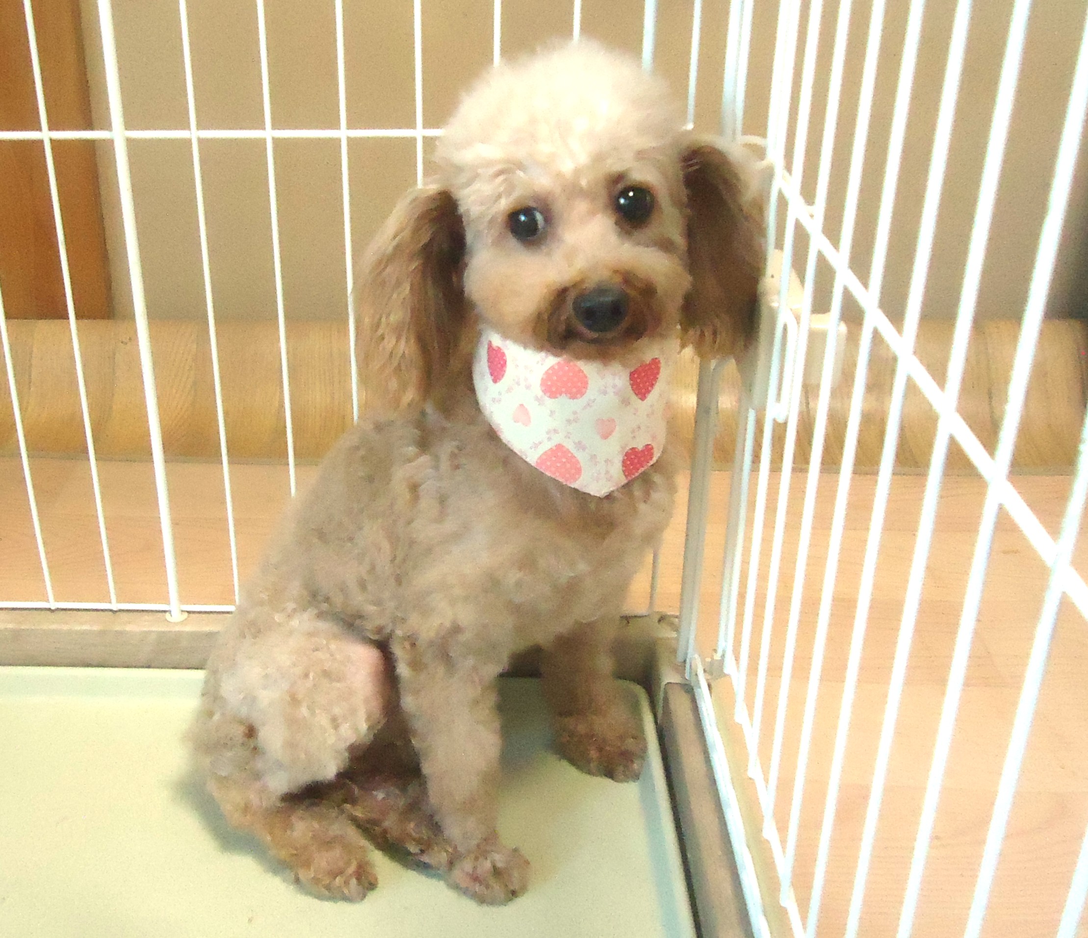 プードル　女の子　💖