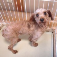 プードル 女の子 💖