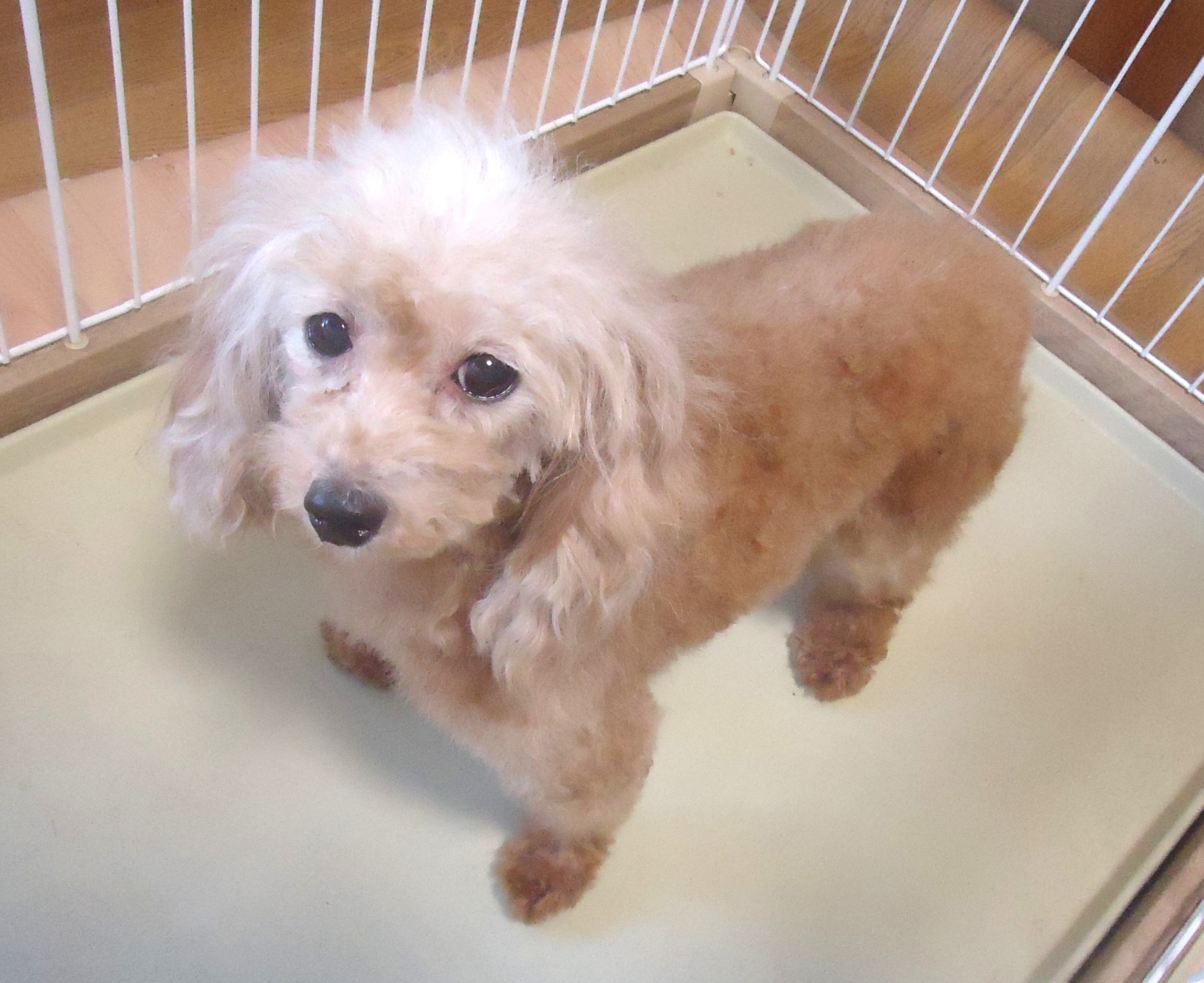 プードル　女の子 💖