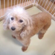 プードル 女の子 💖