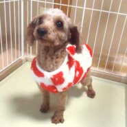 大人しい　プードル　女の子💖