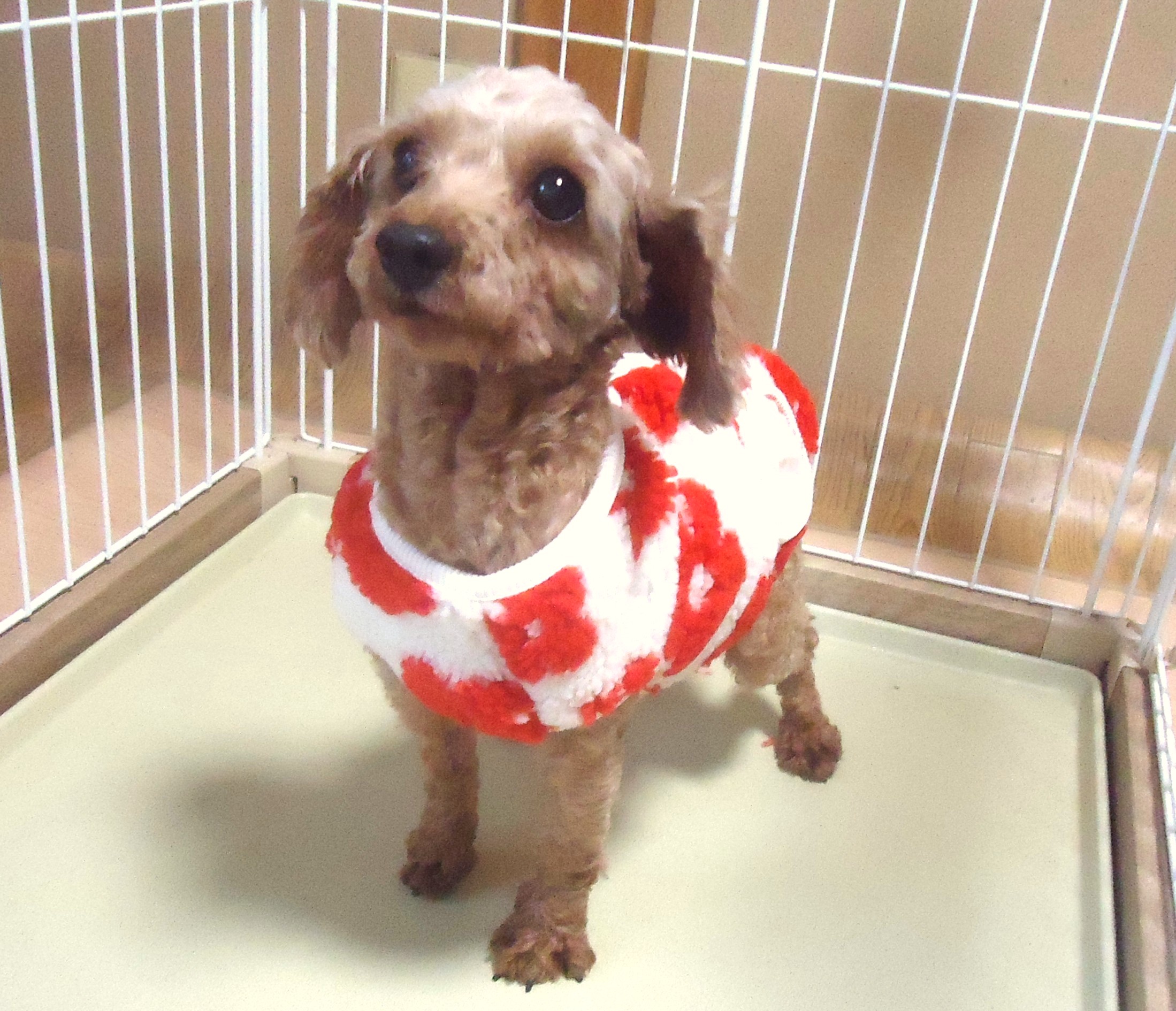 大人しい　プードル　女の子💖