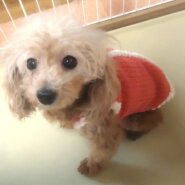 プードル　女の子 💖