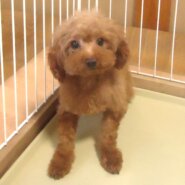 ティカップ　プードル女の子　💖