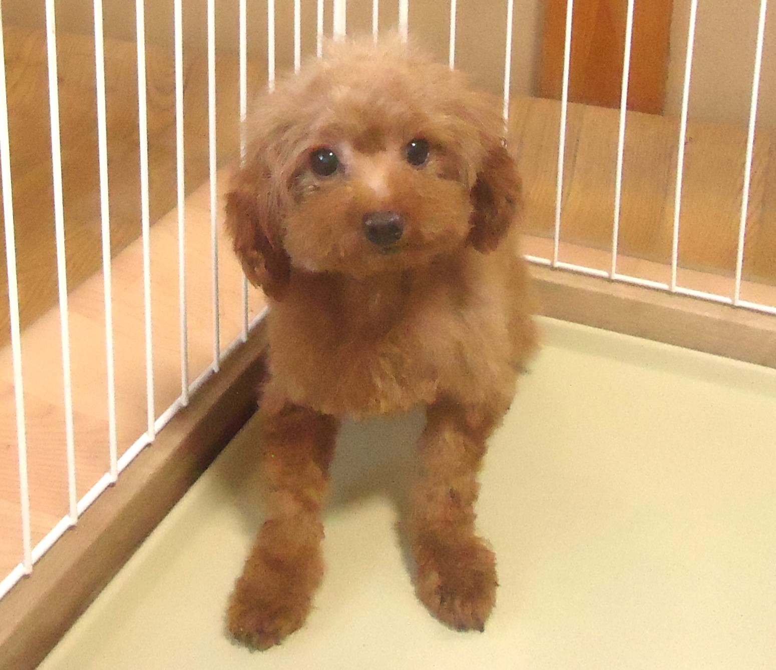 ティカップ　プードル女の子　💖