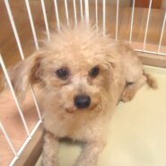 プードル　女の子　💖