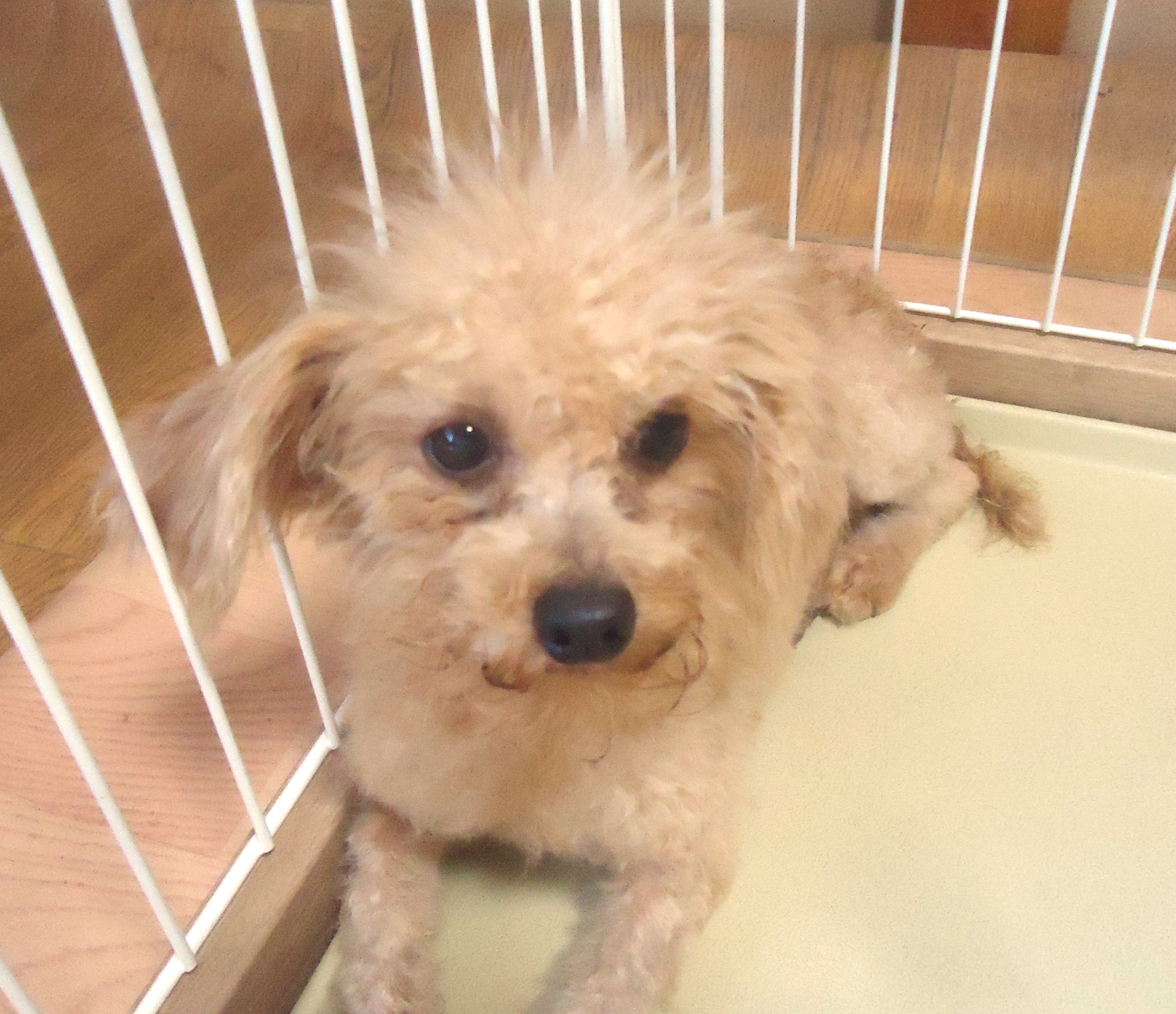 プードル 女の子 💖