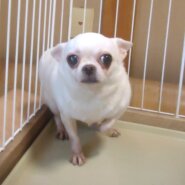 スムースチワワ 女の子 💖