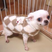 スムースチワワ