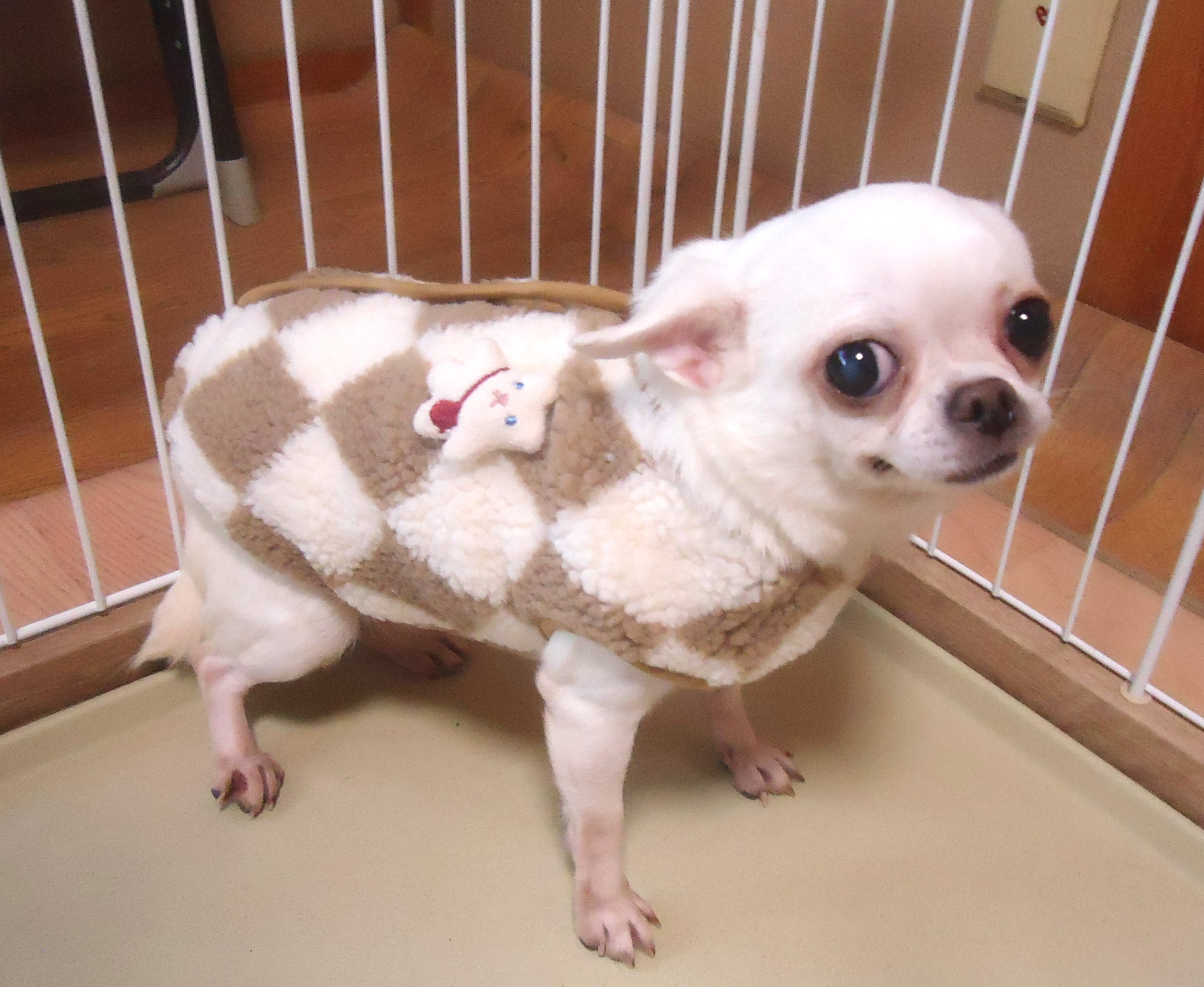 スムースチワワ