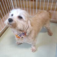 マルプー　女の子　💖